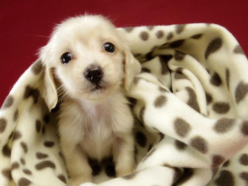子犬画像