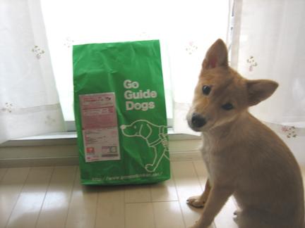 子犬画像