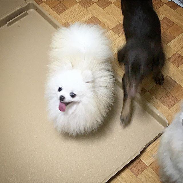 子犬画像