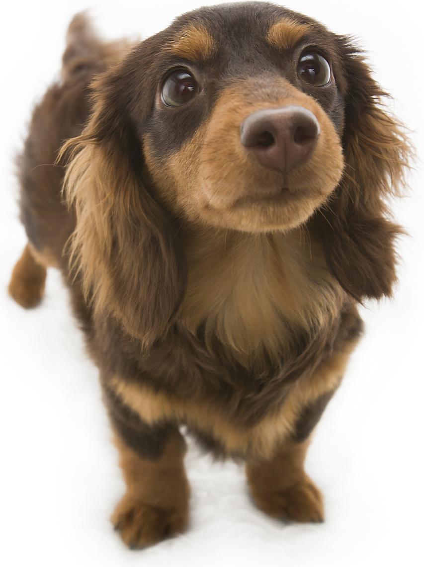 子犬画像