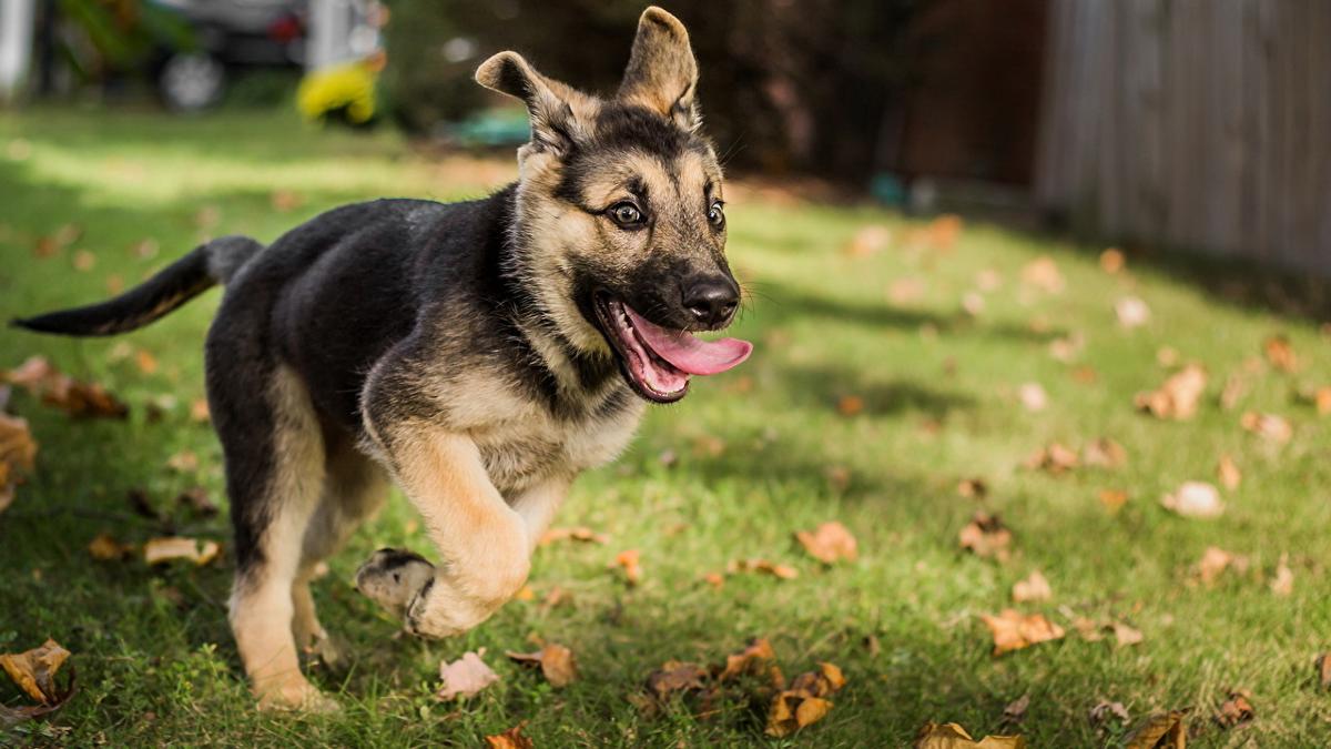 子犬画像