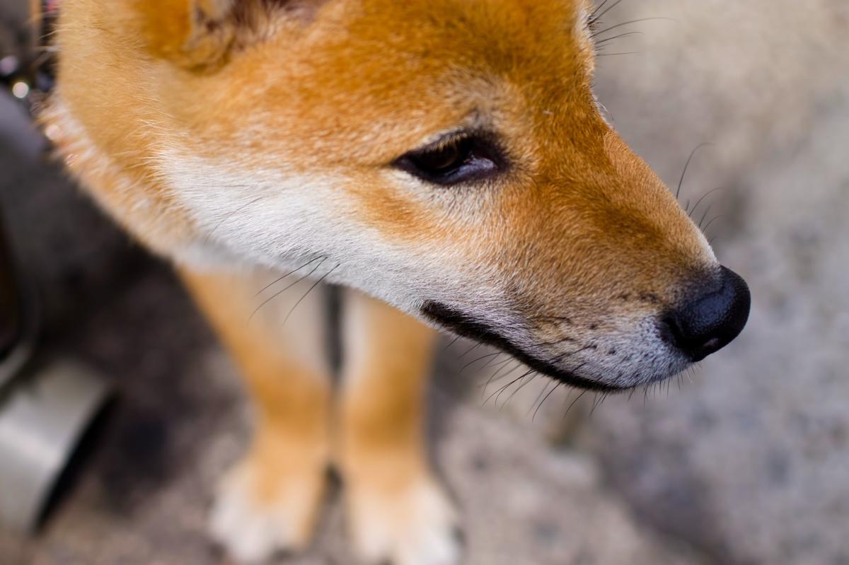 子犬画像