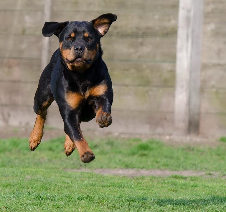 子犬画像