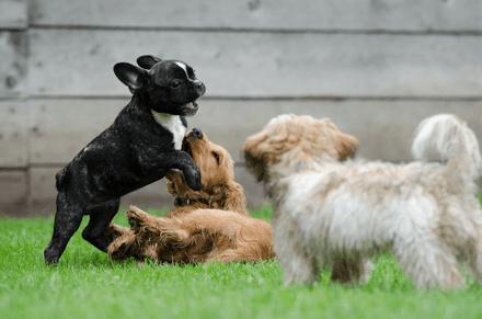 子犬画像