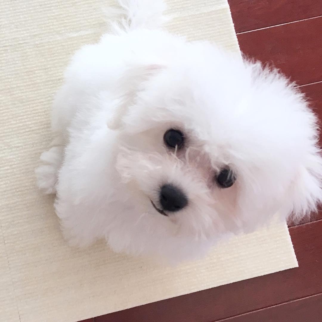 子犬画像