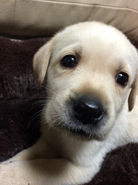 子犬画像