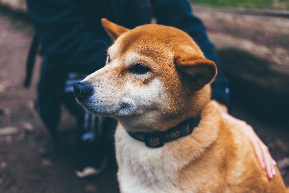 子犬画像