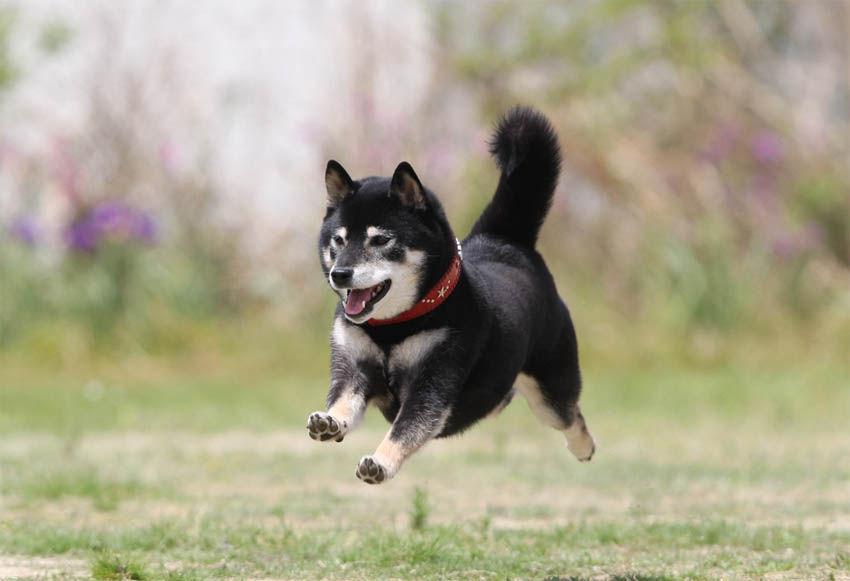 子犬画像