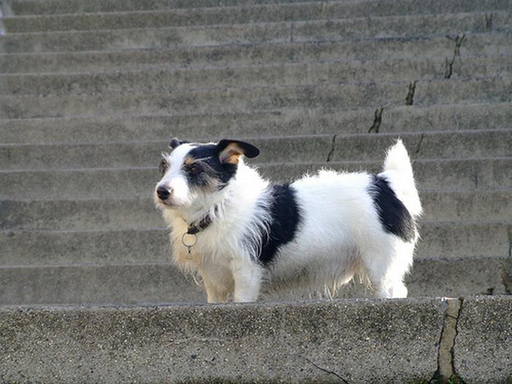 子犬画像