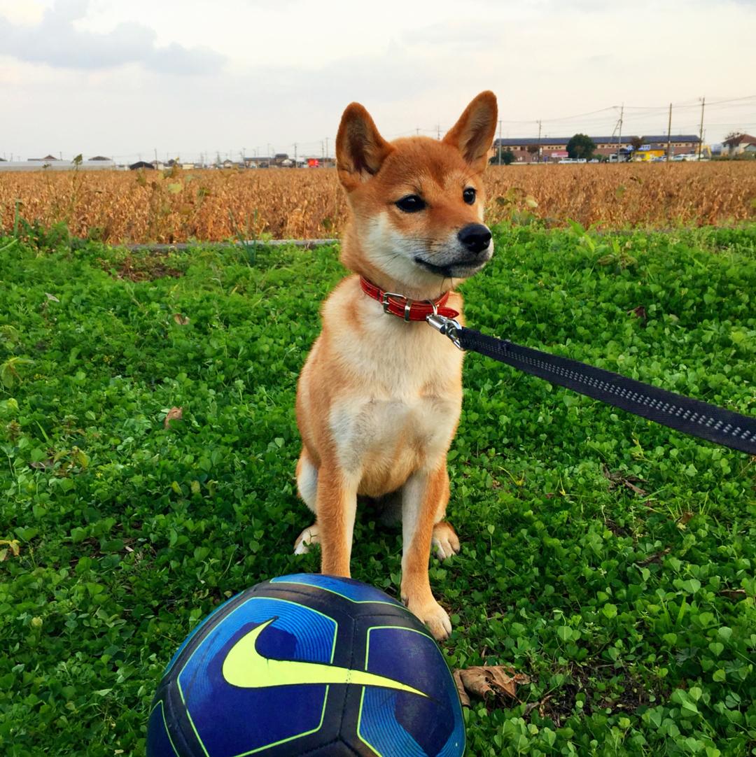 子犬画像