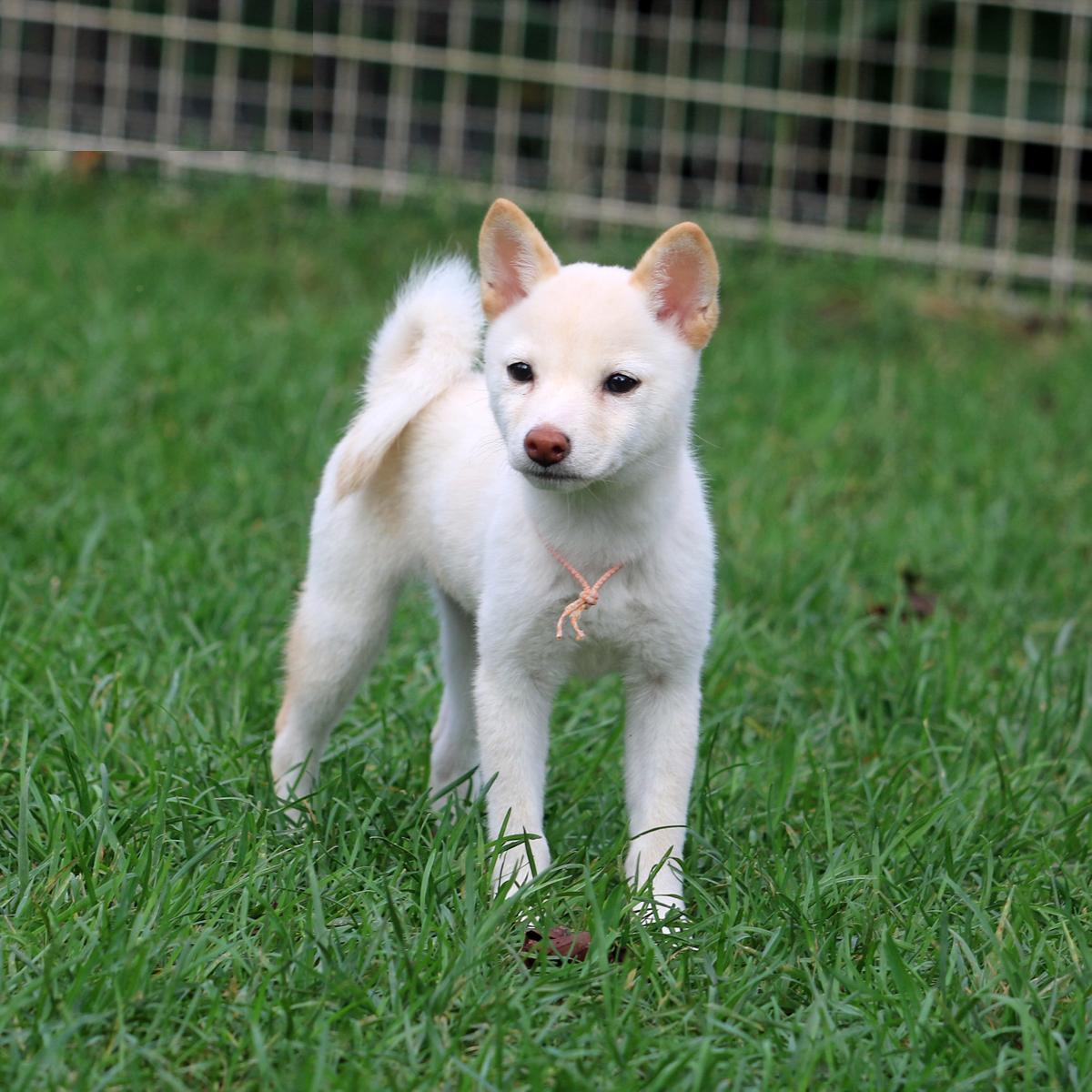 子犬画像