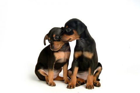 子犬画像