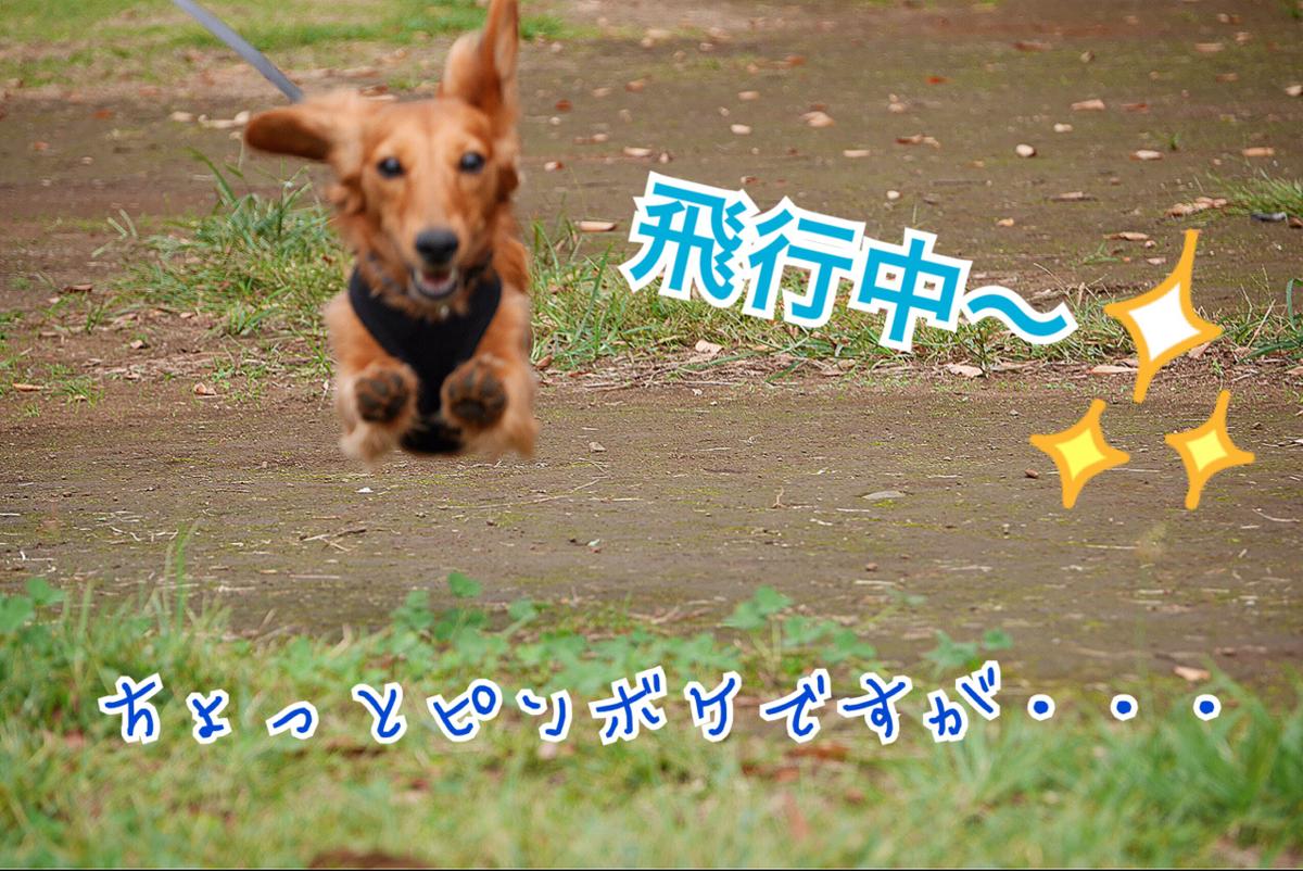 子犬画像