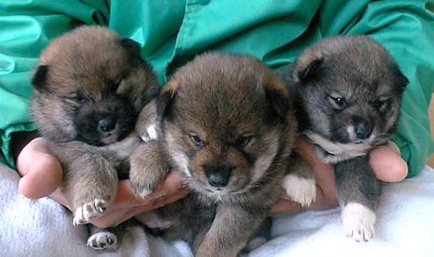 子犬画像