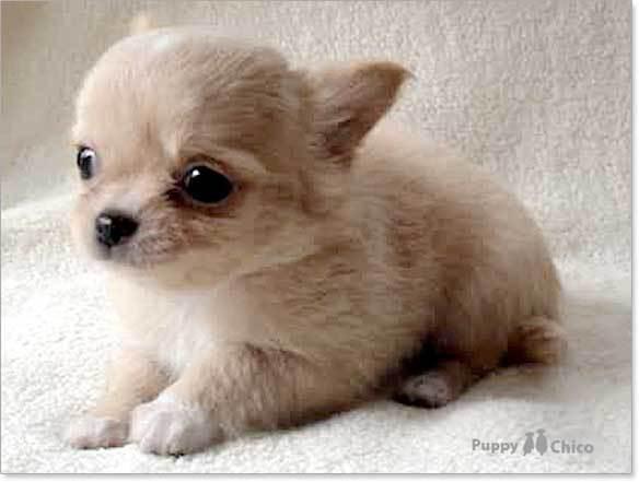 子犬画像