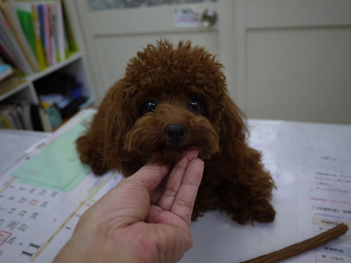 子犬画像