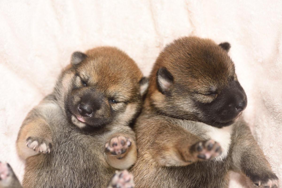 子犬画像