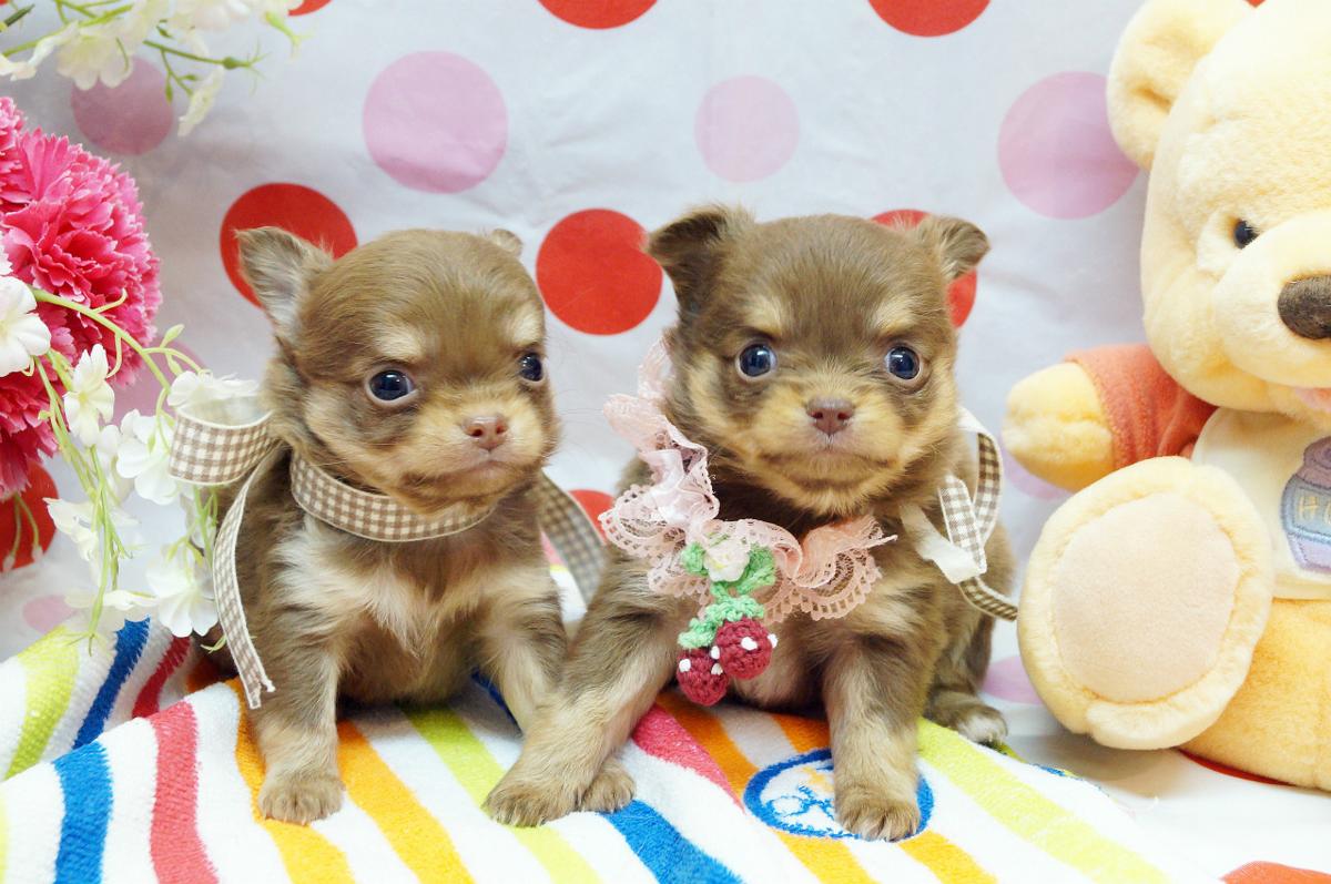子犬画像