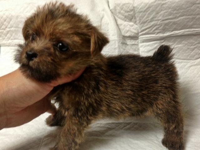 子犬画像
