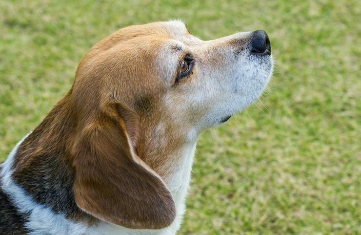 子犬画像