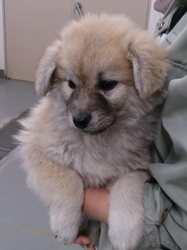 子犬画像