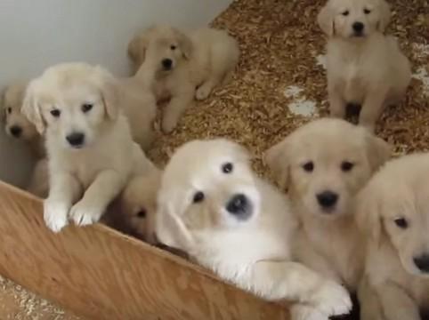 子犬画像