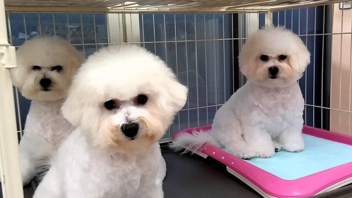 子犬画像