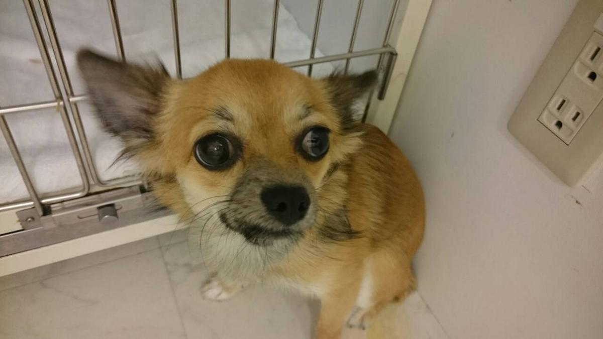 子犬画像