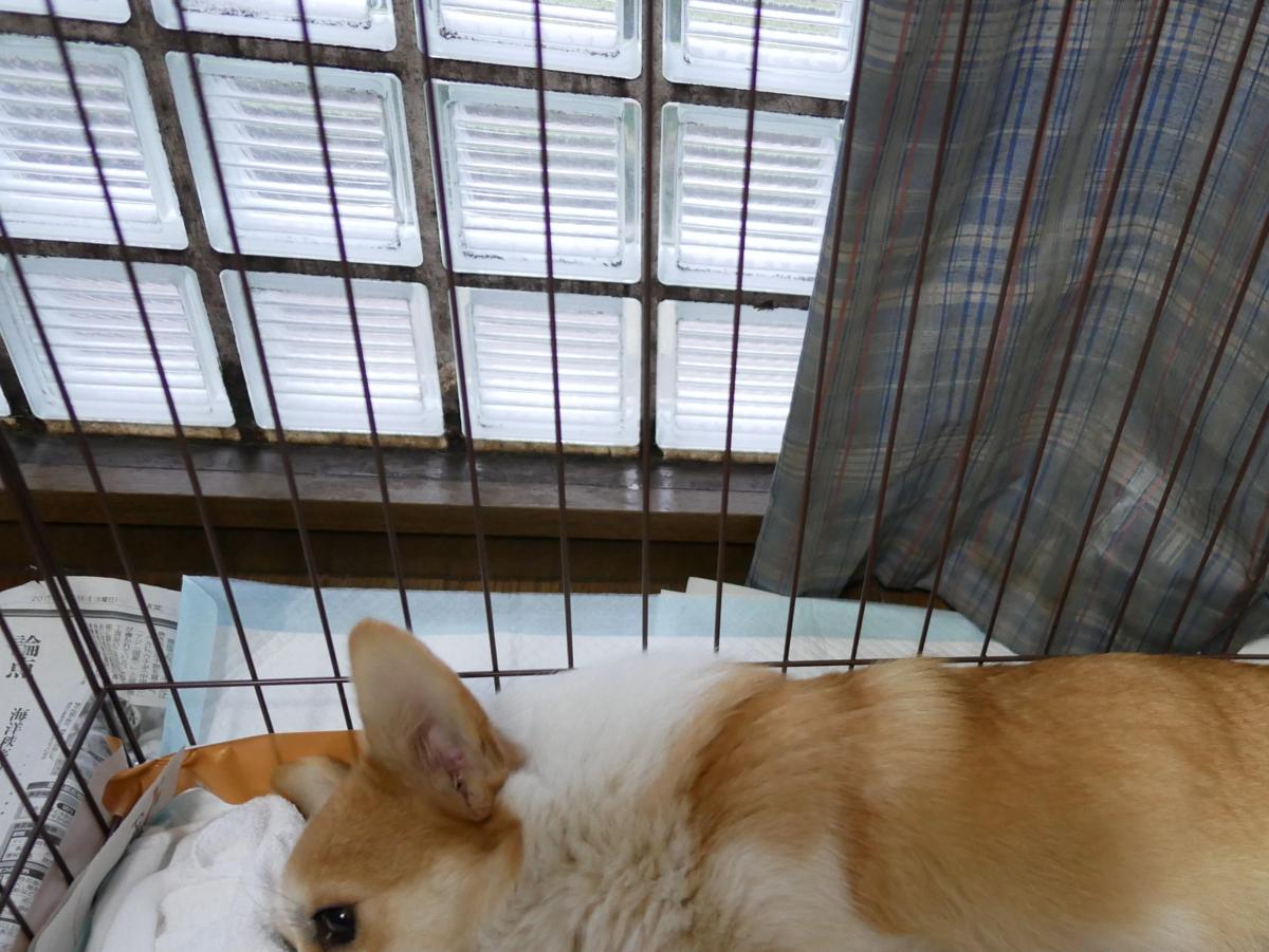 子犬画像