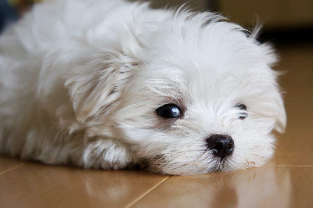 子犬画像