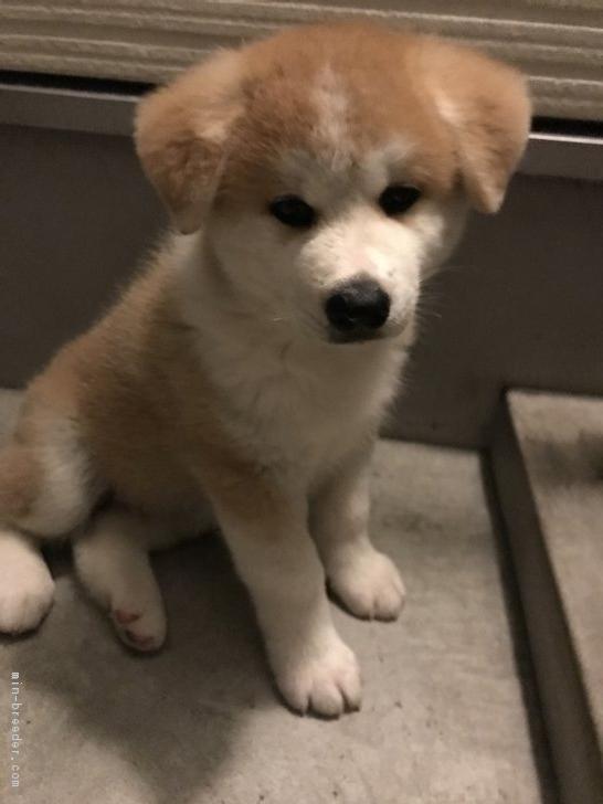 子犬画像