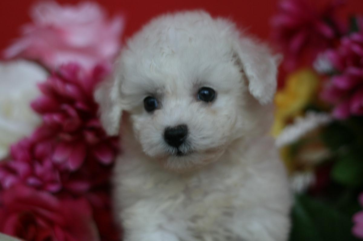 子犬画像