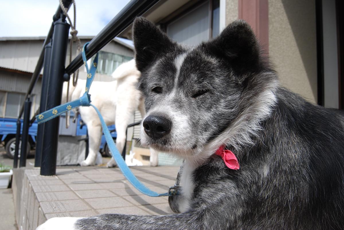 子犬画像