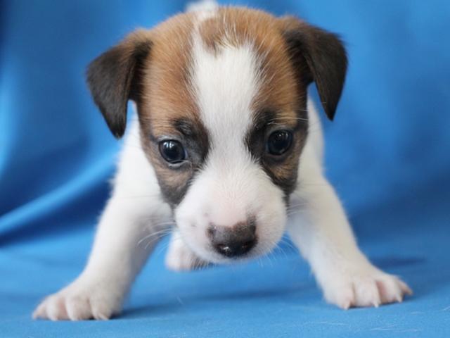 子犬画像
