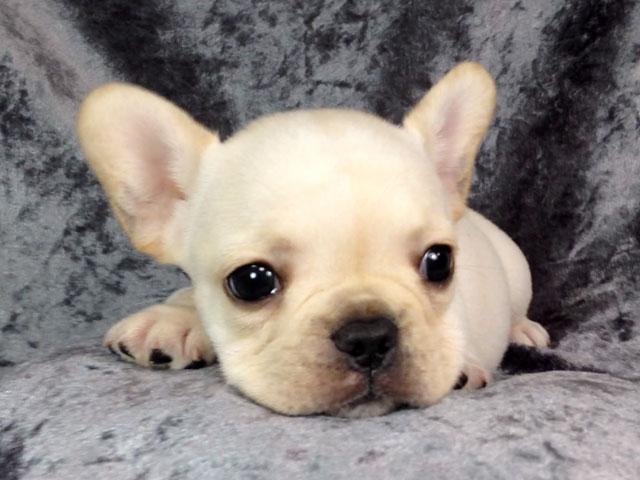 子犬画像