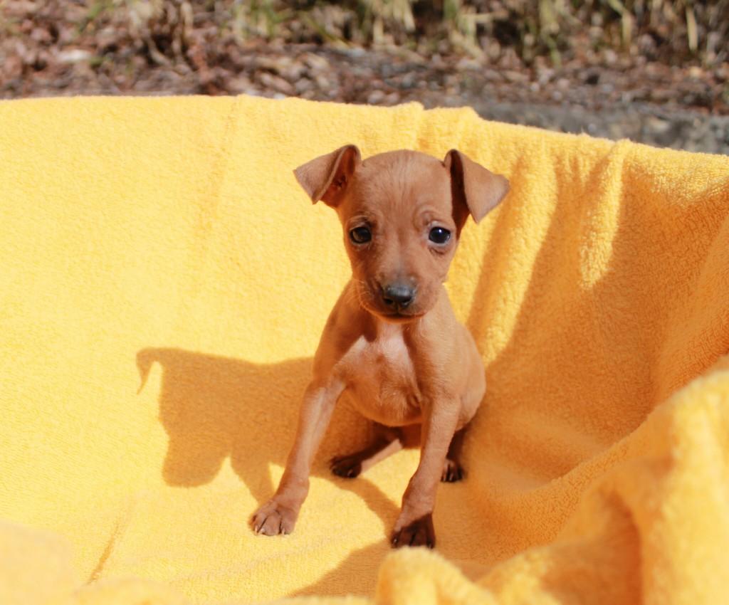 子犬画像