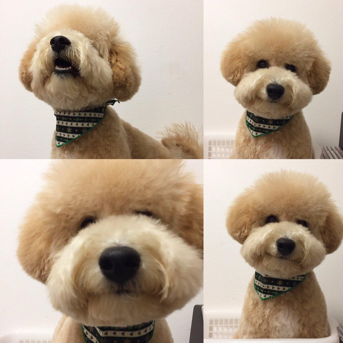 子犬画像