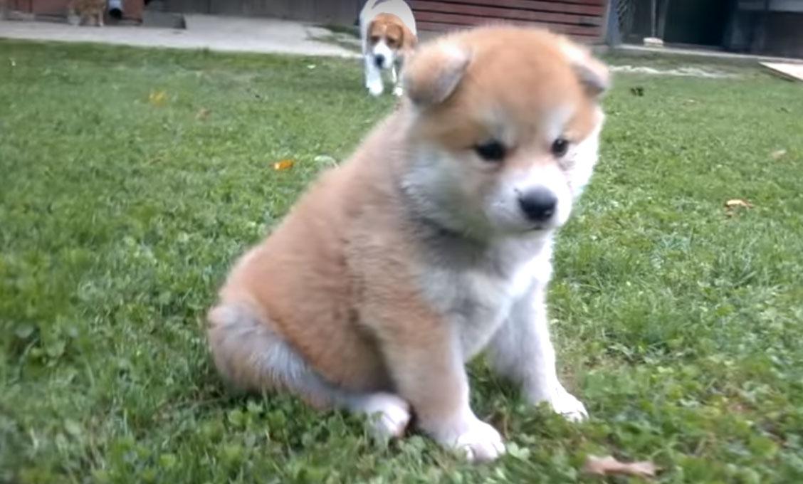 子犬画像