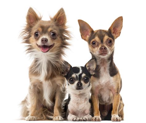 子犬画像