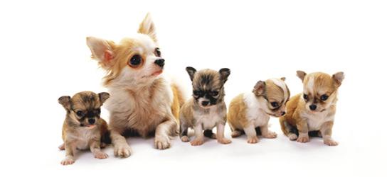 子犬画像