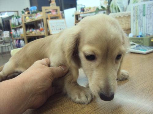 子犬画像