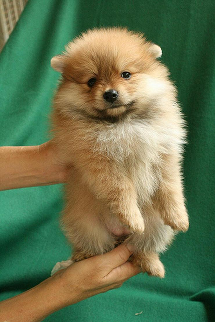 子犬画像
