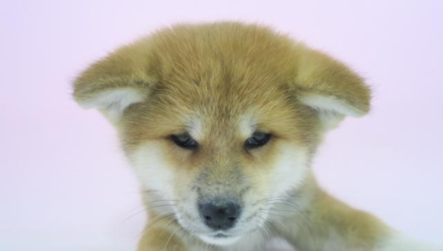 子犬画像