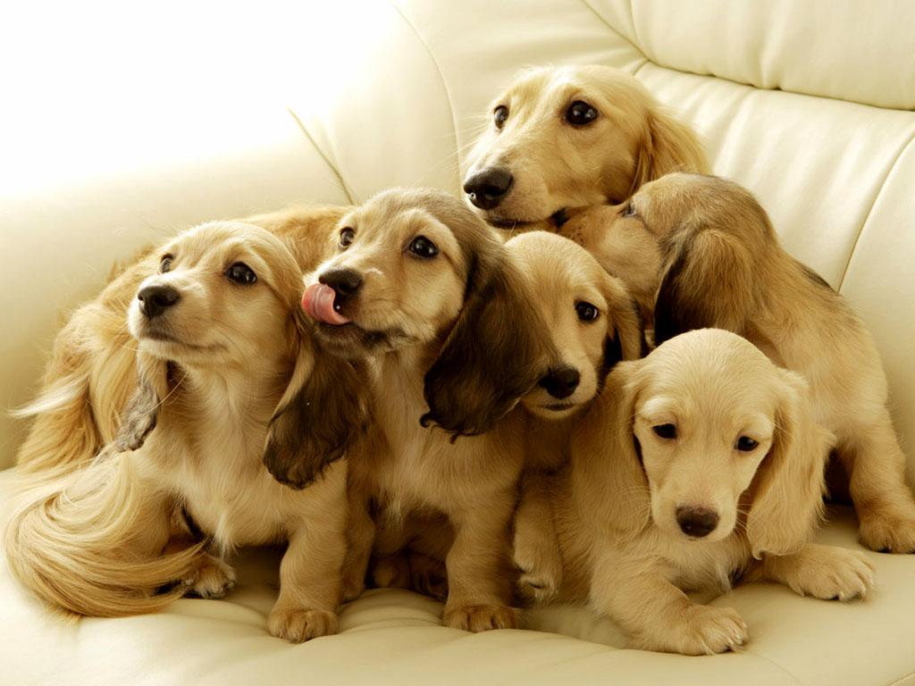子犬画像
