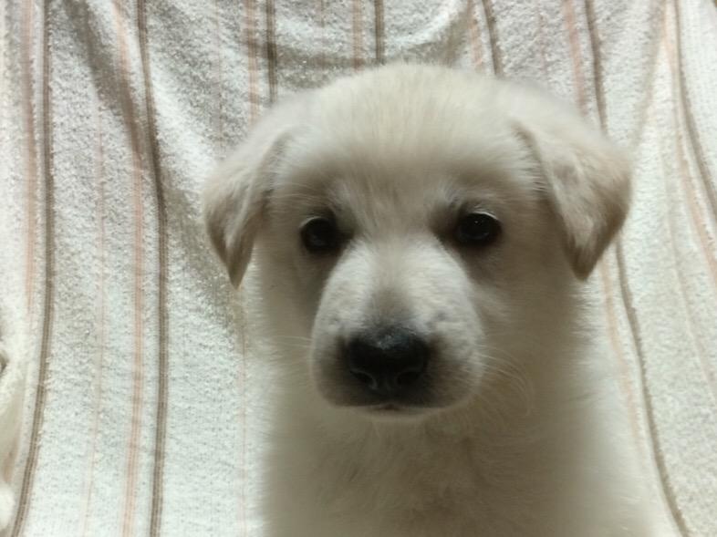 子犬画像
