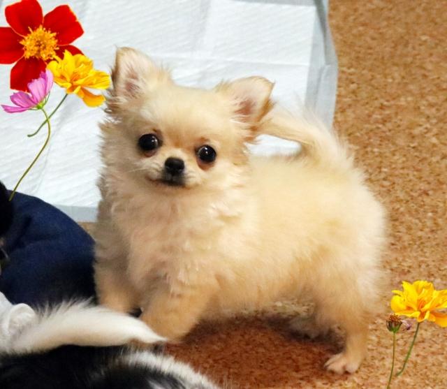 子犬画像
