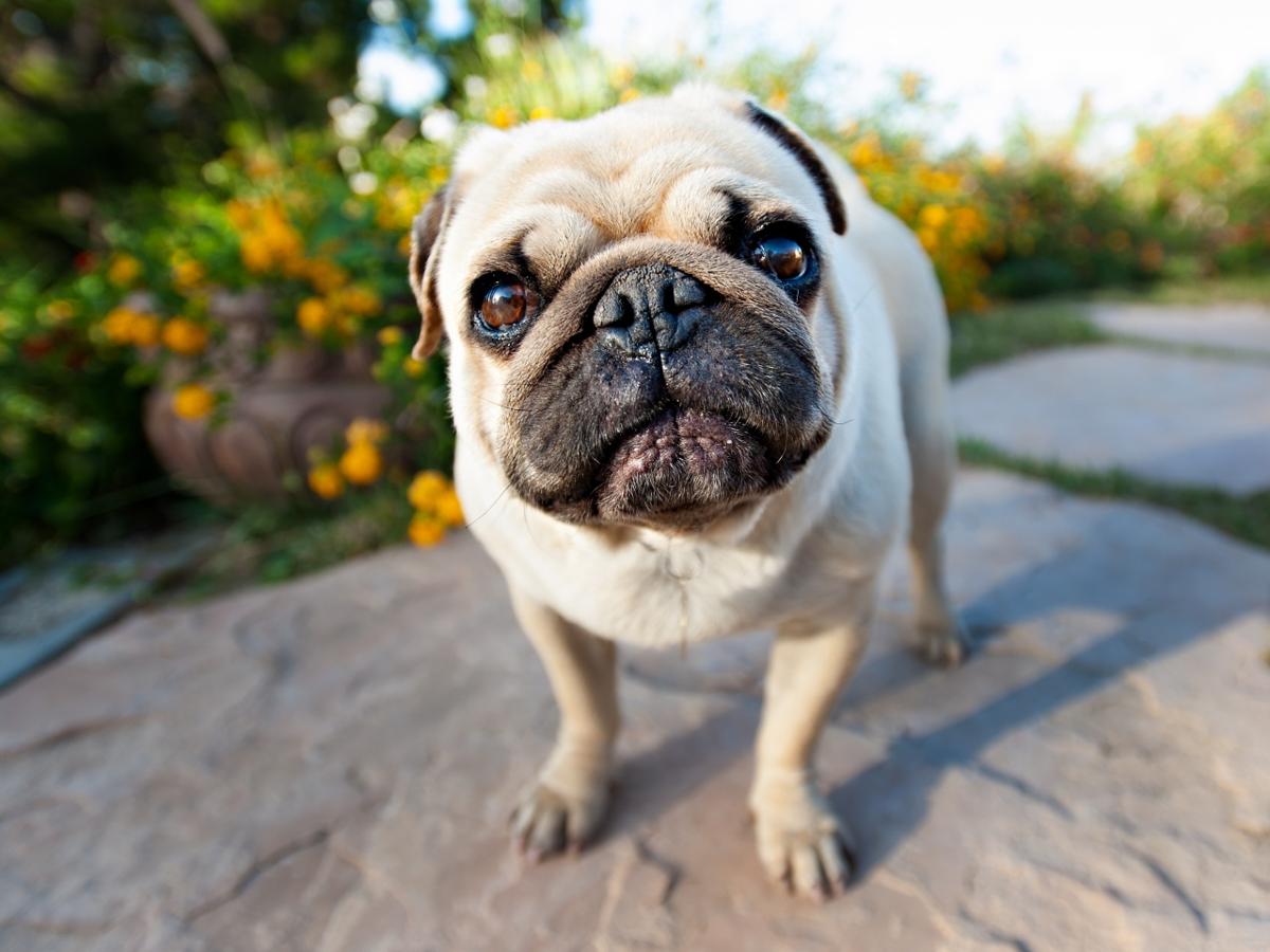 子犬画像