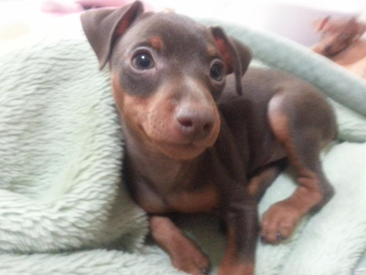 子犬画像