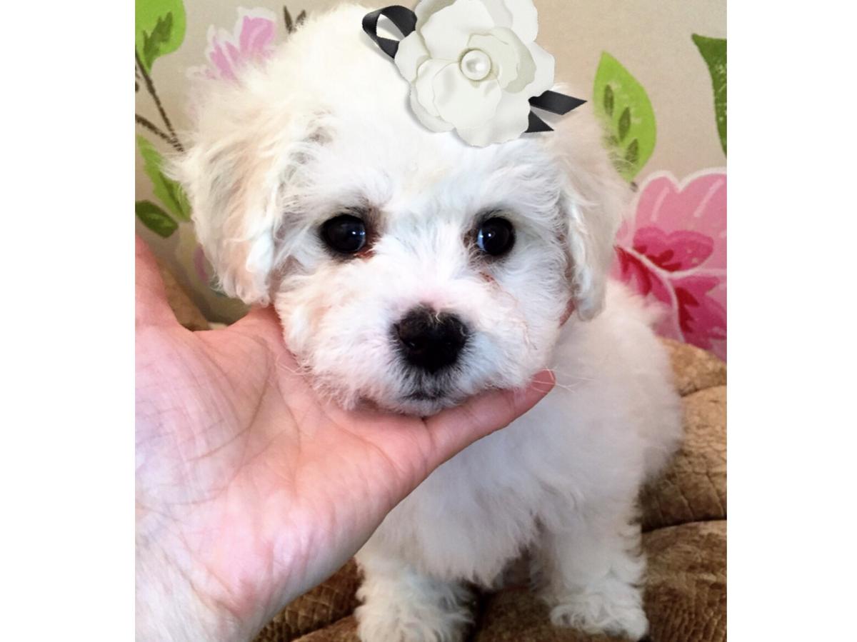 子犬画像