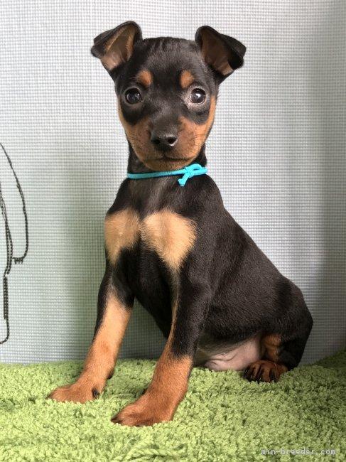 子犬画像